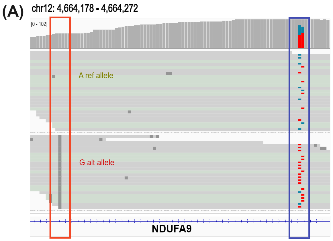 Allele specific hydroxymethylation detected in the NDUFA9 gene using duet evoC