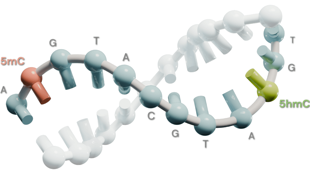 The 6-base genome